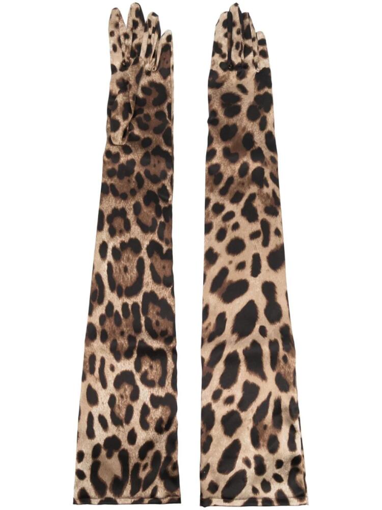 Dolce & Gabbana leopard-print long gloves - Brown Cover