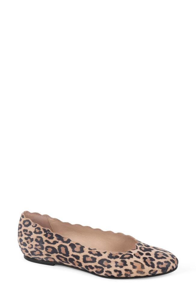 patricia green Palm Beach Scalloped Ballet Flat in Leopard Cover