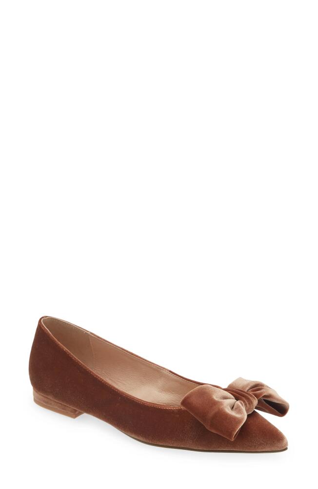 Cecelia New York Brie Bow Pointed Toe Flat in Dark Taupe Velvet Cover