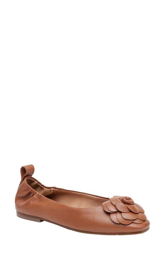 Linea Paolo Nina Ballet Flat in Cognac Cover