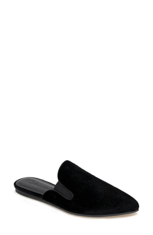 Splendid Liza Pointed Toe Mule in Black Velvet Cover