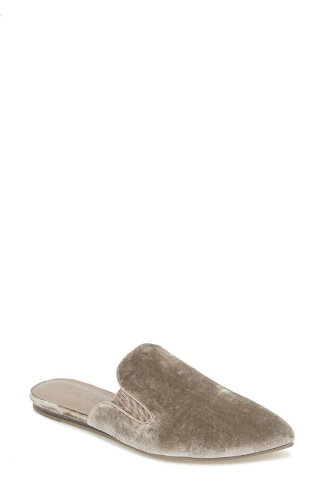 Splendid Liza Pointed Toe Mule in Khaki Cover