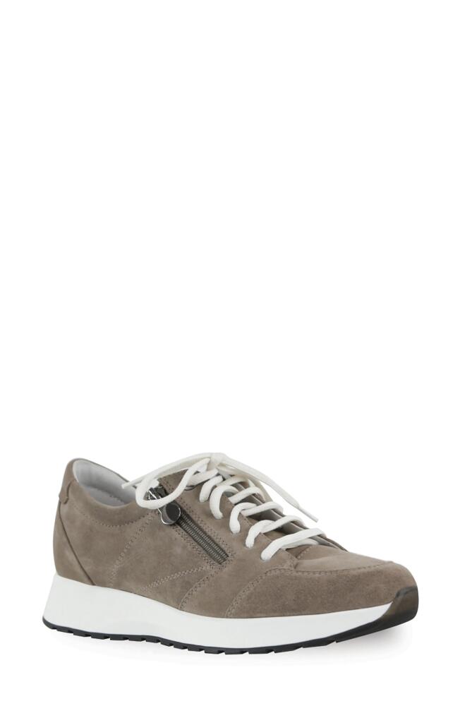 Munro Sutton Sneaker in Almond Cover