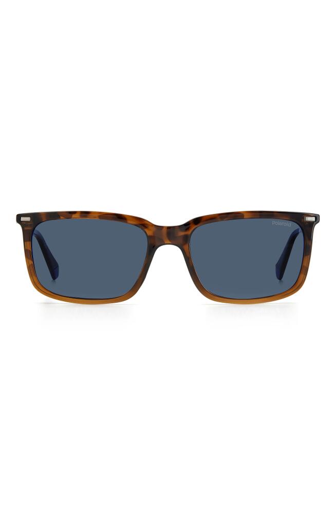 Polaroid 55mm Polarized Rectangular Sunglasses in Havana Brown /Blue Polar Cover