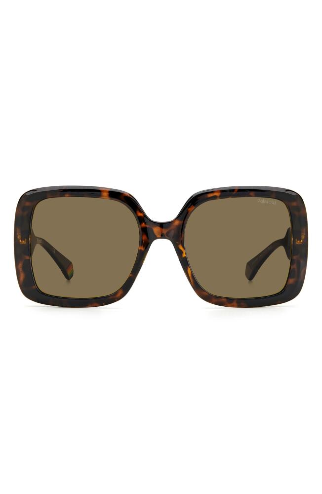 Polaroid 54mm Polarized Square Sunglasses in Havana /Bronze Polar Cover