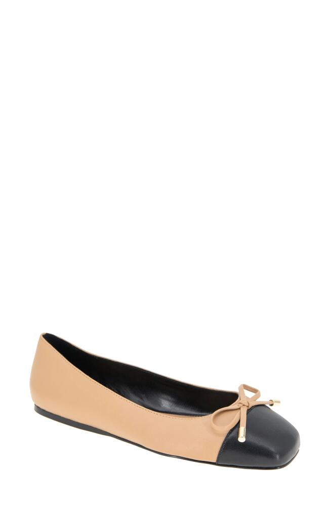 bcbg Hartly Cap Toe Ballet Flat in Tan/Black Cover