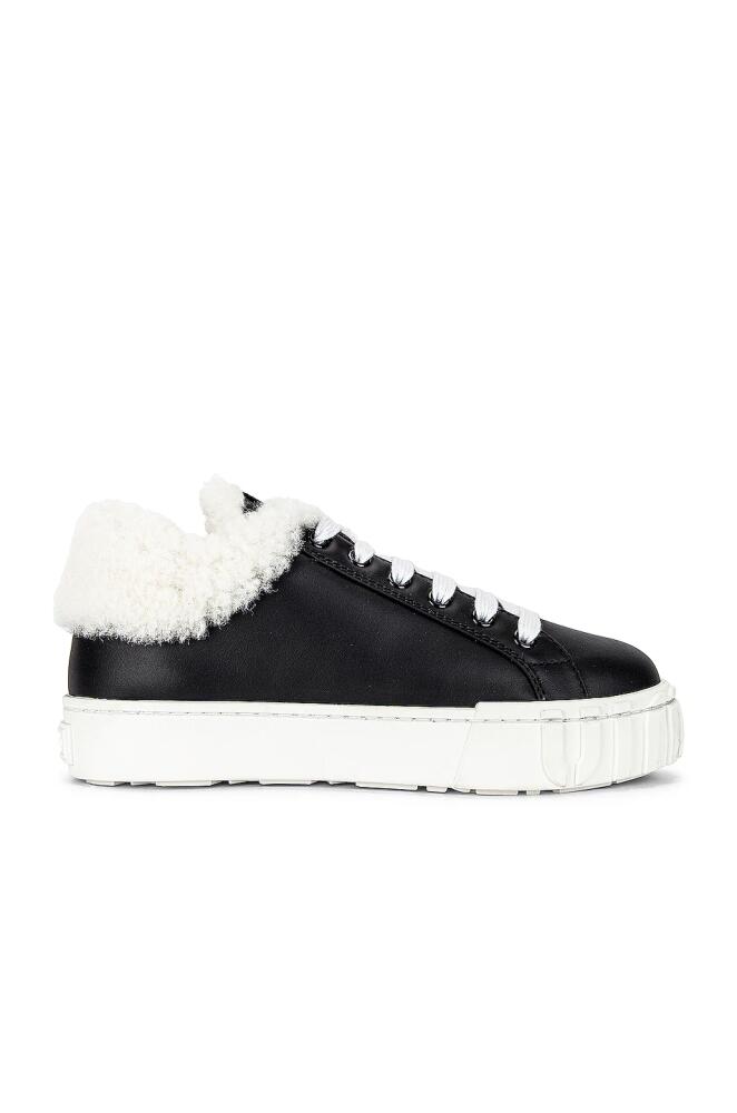 Miu Miu Lace Up Sneakers in Black Cover