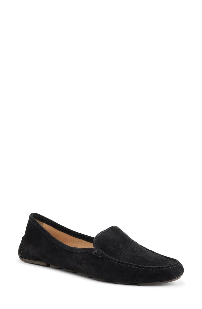 patricia green 'Jillian' Loafer in Black Suede Cover