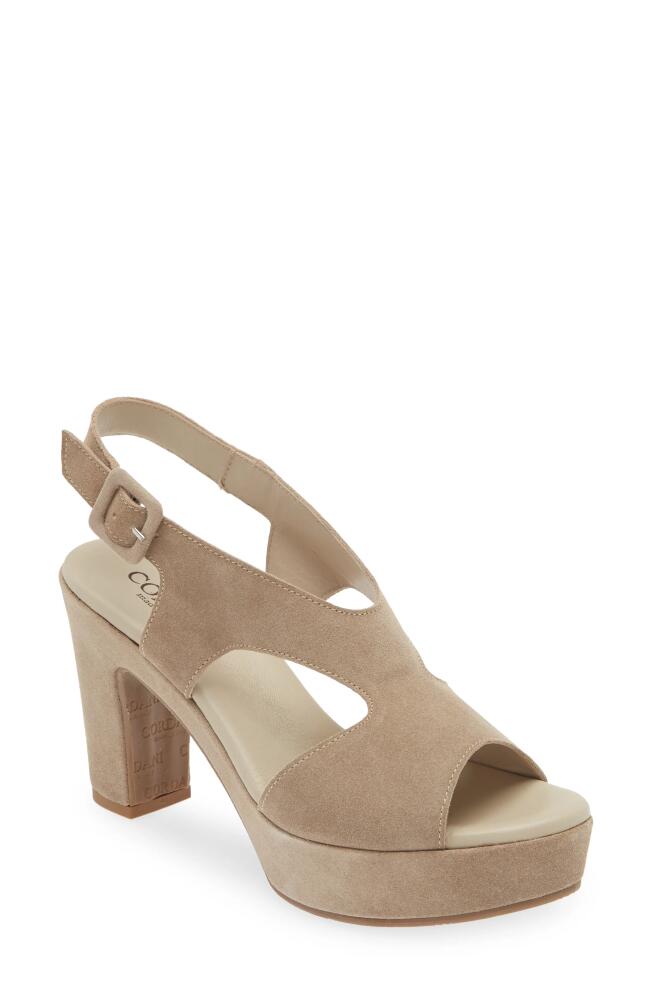 Cordani Taylin Platform Sandal in Tortora Suede Cover