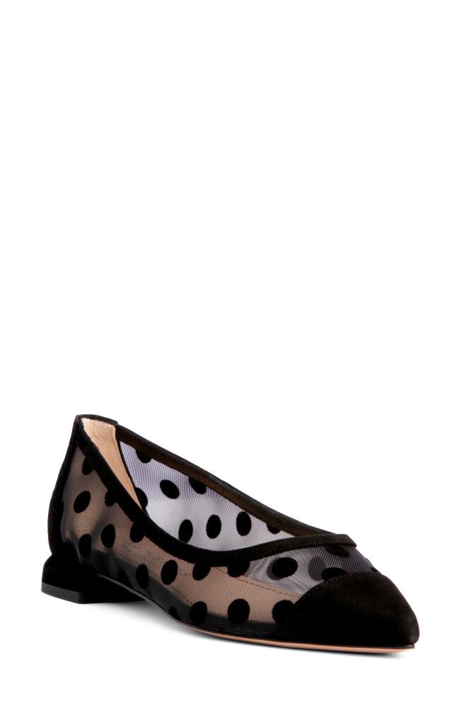 BEAUTIISOLES Blake Pointed Cap Toe Flat in Black Cover