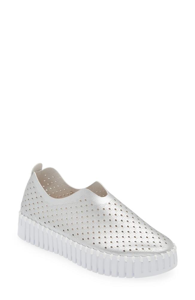 Ilse Jacobsen Tulip Sneaker in Silver Cover