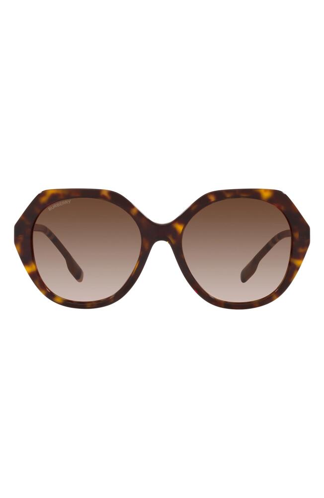 burberry 55mm Round Sunglasses in Dark Havana Cover