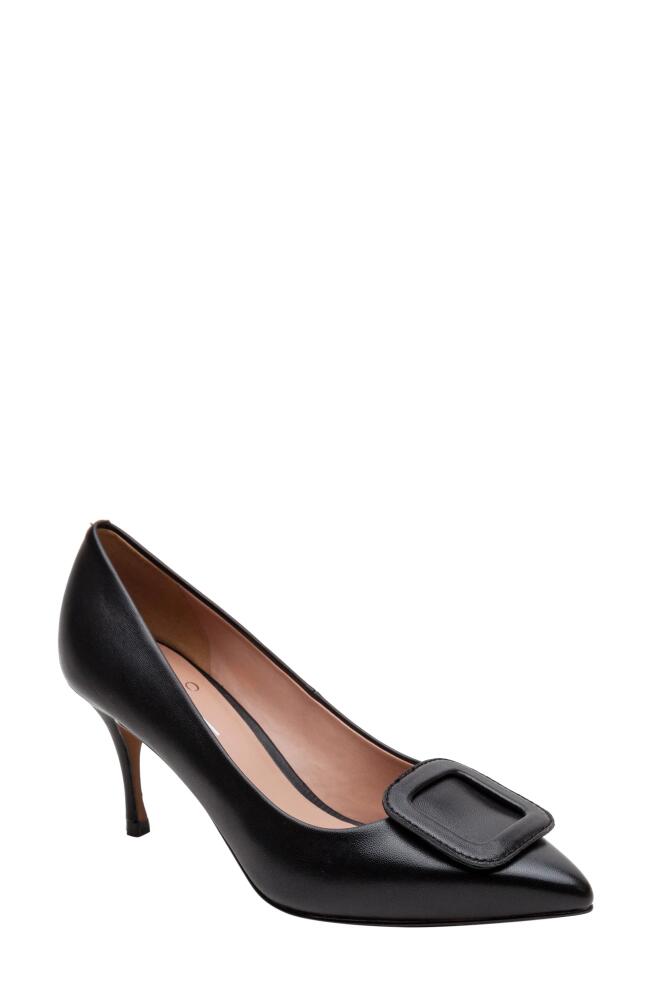 Linea Paolo Pieri Pointed Toe Pump in Black Cover