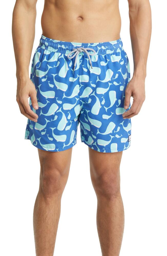 Tom & Teddy Whale Print Swim Trunks in Navy & Aqua Cover