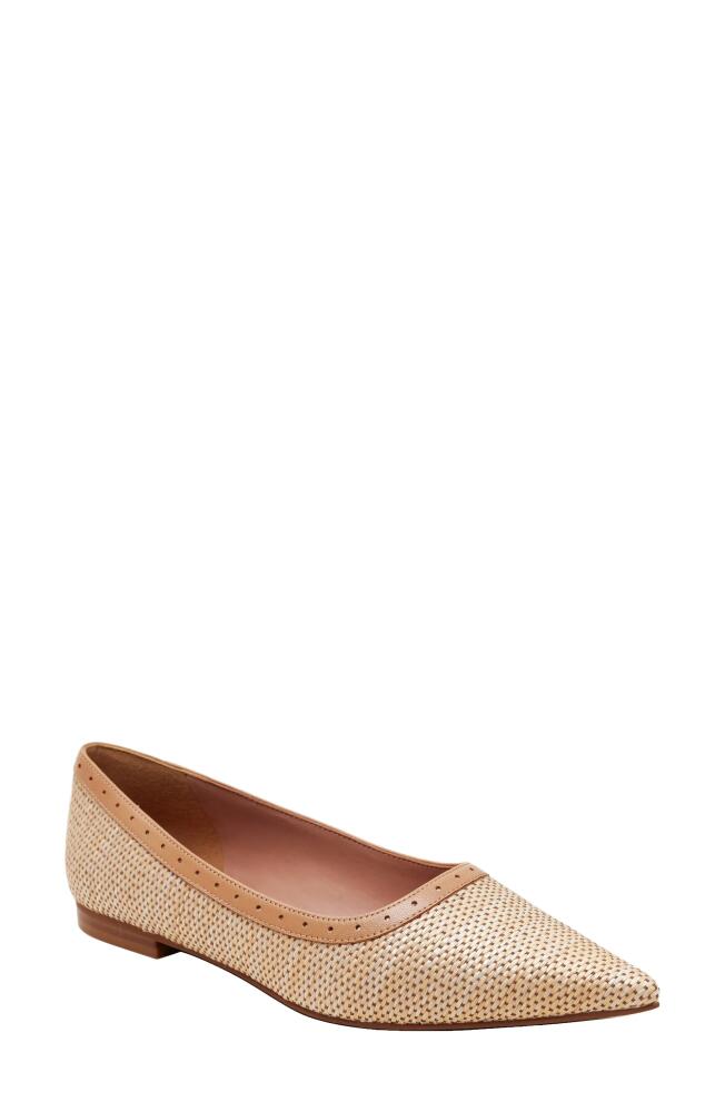 Linea Paolo Newport Pointed Toe Flat in Tan/Desert Cover