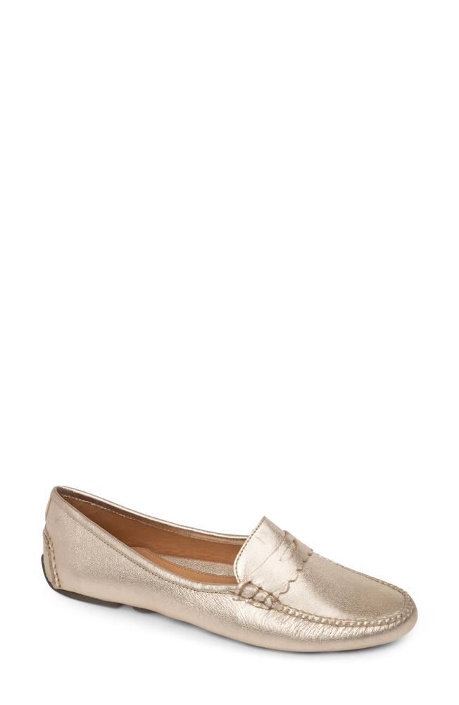 patricia green Janet Scalloped Driving Loafer in Gold Cover