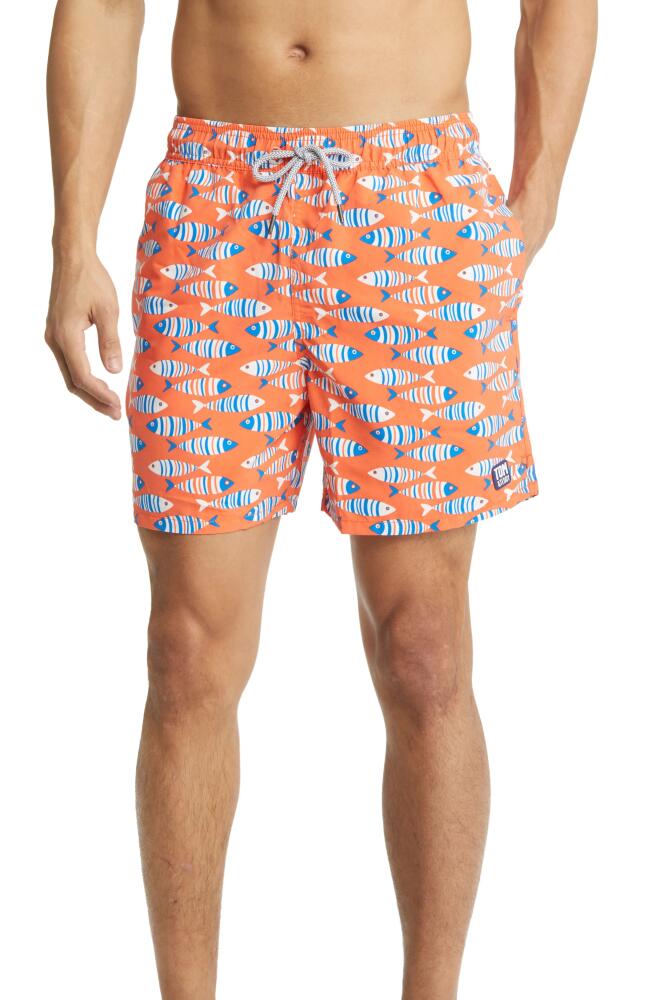 Tom & Teddy Fish Swim Trunks in Striped Orange Cover