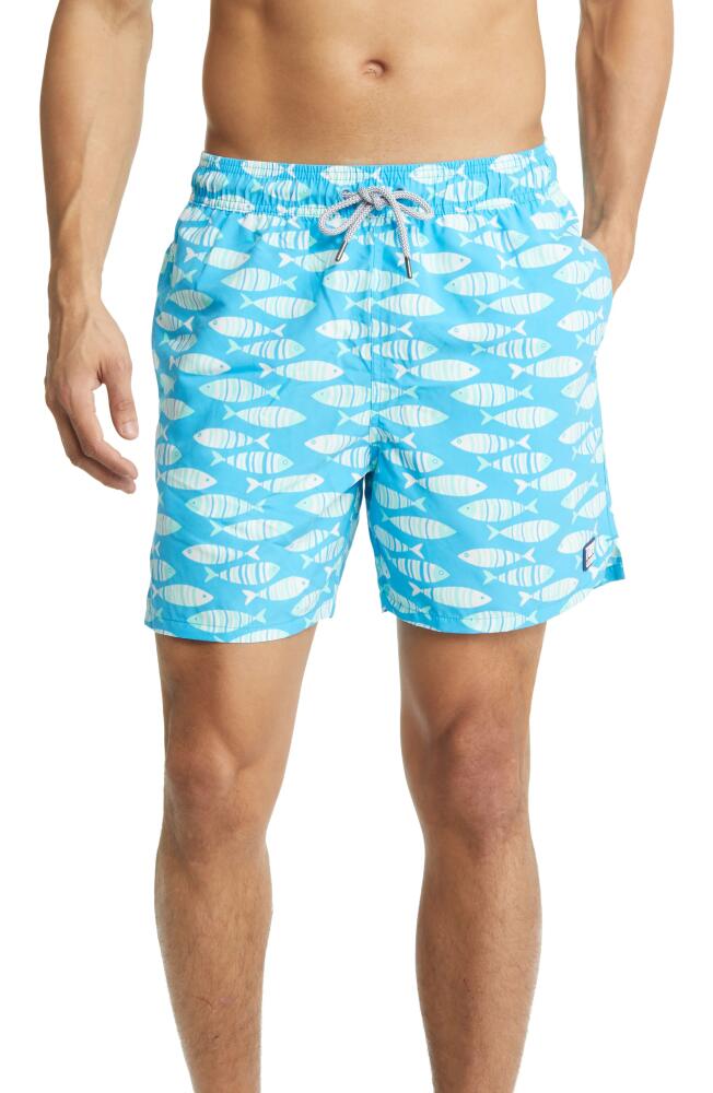 Tom & Teddy Fish Print Swim Trunks in Striped Blue Cover