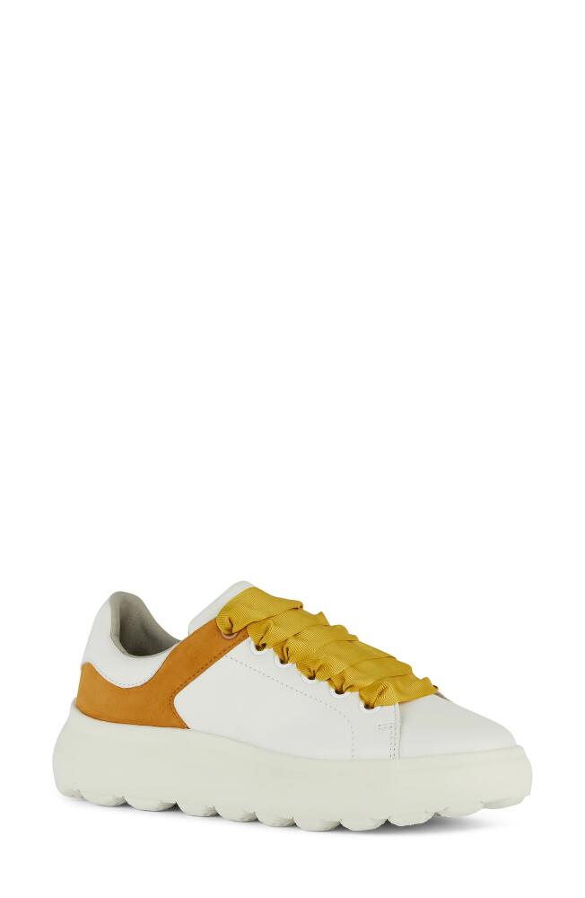 Geox Spherica Sneaker in White/Cognac Cover