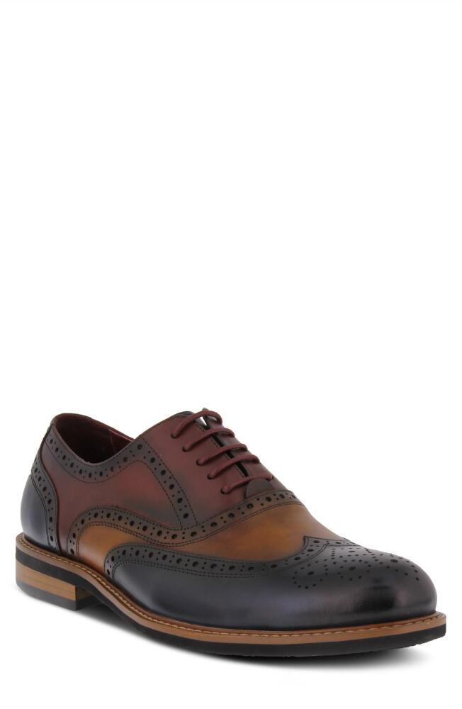 Spring Step Niko Leather Wingtip Oxford in Brown Multi Cover