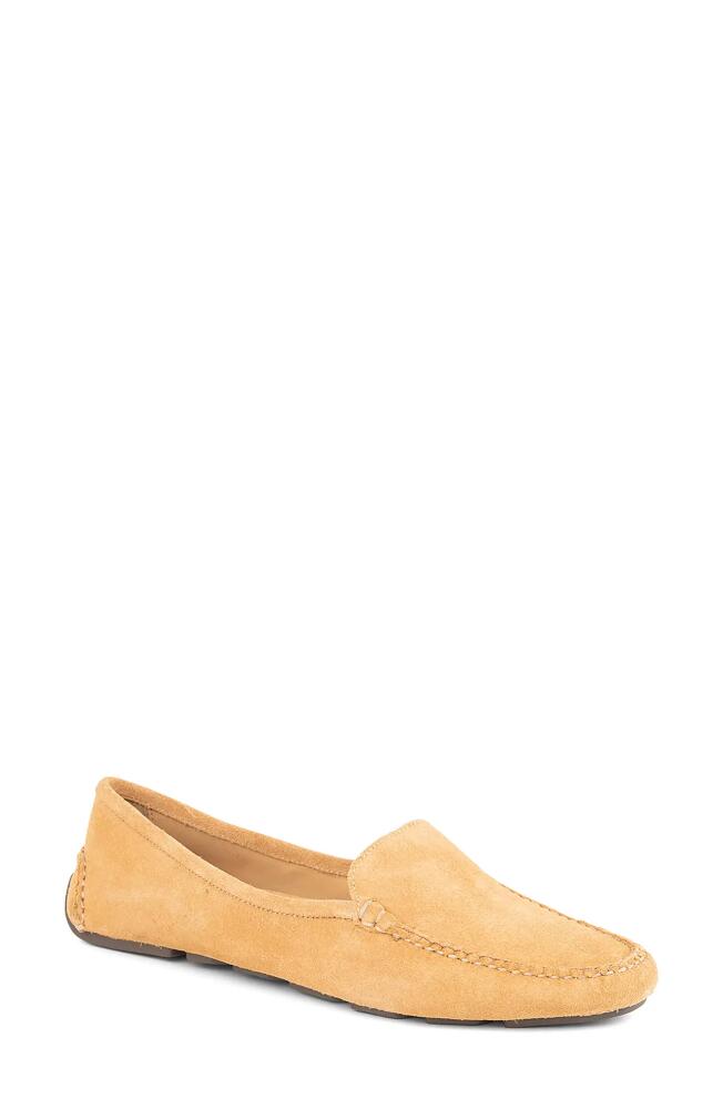 patricia green 'Jillian' Loafer in Tan Suede Cover